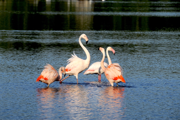 Die Flamingos des Zwillbrocker Venns ziehen Blicke auf sich. Foto: © Biologische Station Zwillbrock